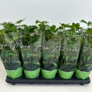 Schefflera Arboricola