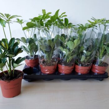 Schefflera Gold Capella