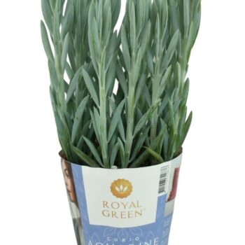 Curio Mount Everst potcover