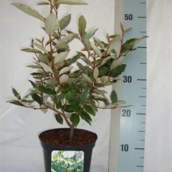 Elaeagnus x ebbingei