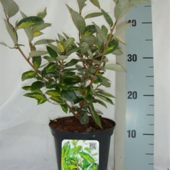 Elaeagnus x ebbingei 'Limelight'