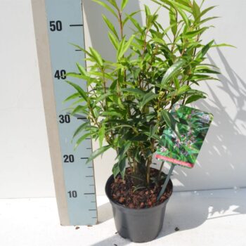 Sarcococca Hookeriana Purple Stem