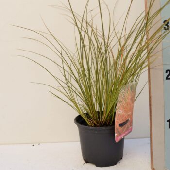 Carex testacea Prairie Fire