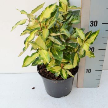 Elaeagnus ebbengei Maryline