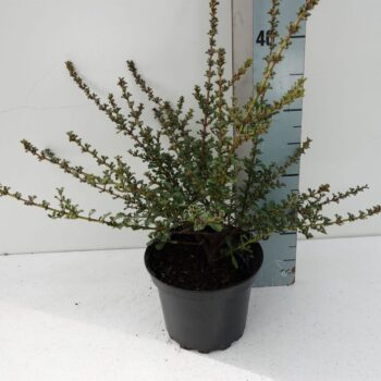 Ceanothus thy "Blue Jeans"