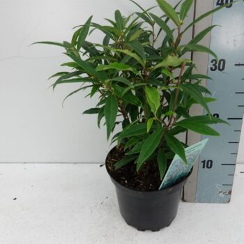 Sarcococca H Digyna C2