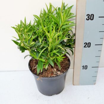 Sarcococca h Saligna