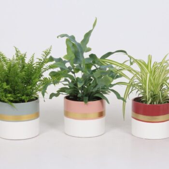 Groen Mix 12cm - Classic - Miami