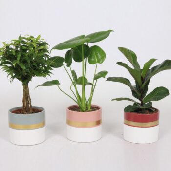 Groen Mix 12cm - Royal - Miami