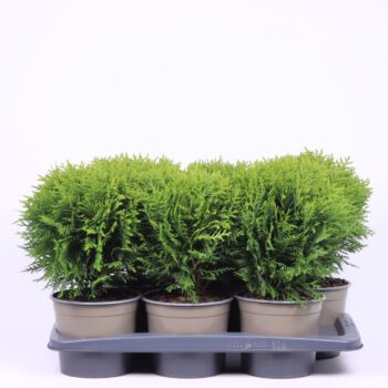 Thuja occidentalis 'Danica'