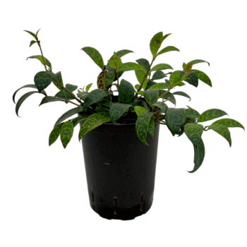 Aeschynantus Marmoratus