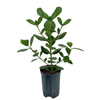 Clusia Rosea Princess