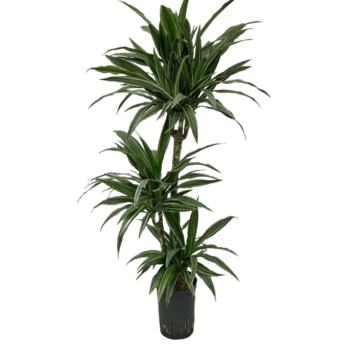 Dracaena Deremensis