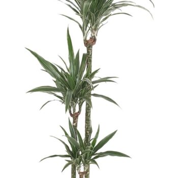 Dracaena Deremensis