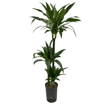 Dracaena Janet Graig