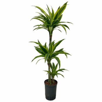 Dracaena Lemon Lime