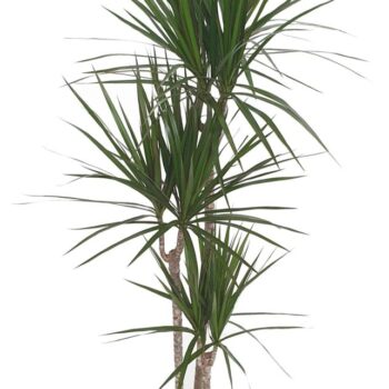 Dracaena Marginata