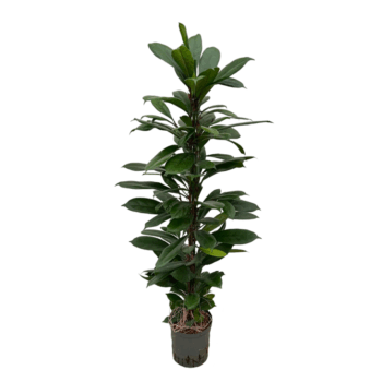 Ficus Cyathistipula