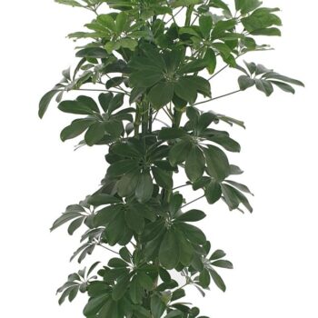 Schefflera Arboricola