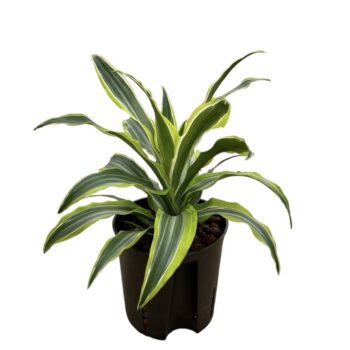 Dracaena Lemon Surprise Tip
