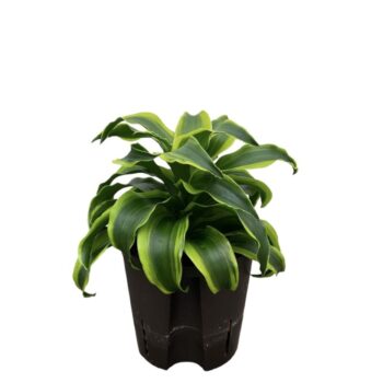 Dracaena Tornado Tip