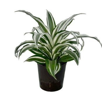 Dracaena White Jewel Tip