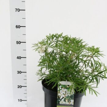 Choisya 'Aztec Pearl'