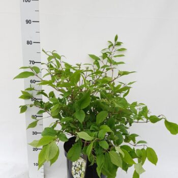 Viburnum plicatum 'Mariesii'