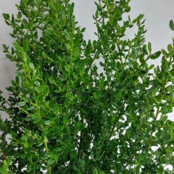 Ceanothus impressus 'Victoria'