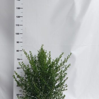 Ceanothus thyrsiflorus 'Skylark'