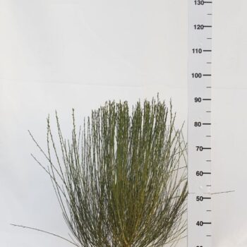 Cytisus 'White Lion'