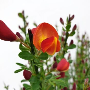 Cytisus 'Lena'
