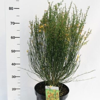 Cytisus Praecox Grp 'Apricot Gem'