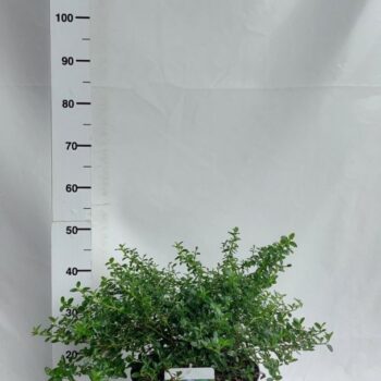 Ceanothus thyrsiflorus var. repens