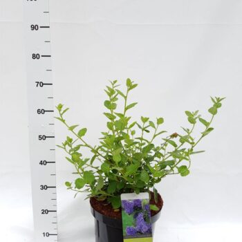 Ceanothus arboreus 'Trewithen Blue'