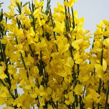 Cytisus Praecox Grp 'Allgold'