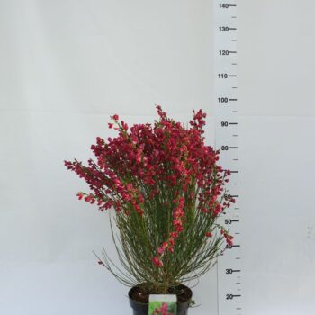 Cytisus Praecox Grp 'Boskoop Ruby'