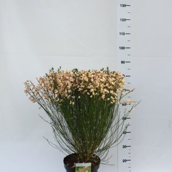 Cytisus Praecox Grp 'Zeelandia'