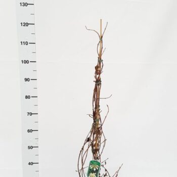 Schizophragma hydrangeoides 'Moonlight'