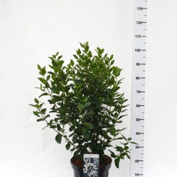 Viburnum tinus 'Eve Price'