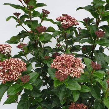 Viburnum tinus 'Lisarose'