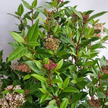 Viburnum tinus 'Spirit'