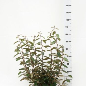 Elaeagnus x ebbingei