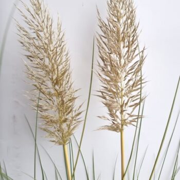 Cortaderia selloana 'Golden Goblin'