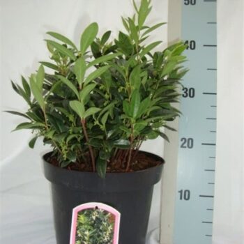 Sarcococca hookeriana humilis