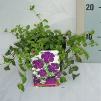 Vinca minor 'Atropurpurea'