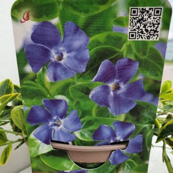 Vinca minor 'Aureovariegata'