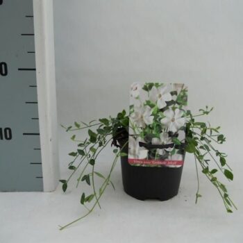 Vinca minor 'Gertrude Jekyll'