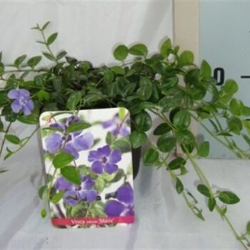 Vinca minor 'Marie'