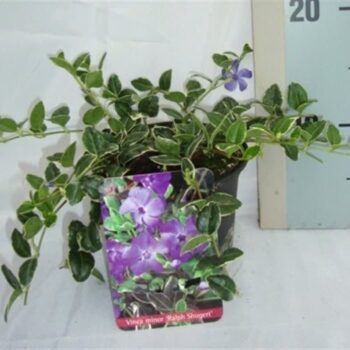 Vinca minor 'Aureovariegata'